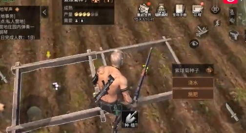 明日之后紫球菊种子有什么用