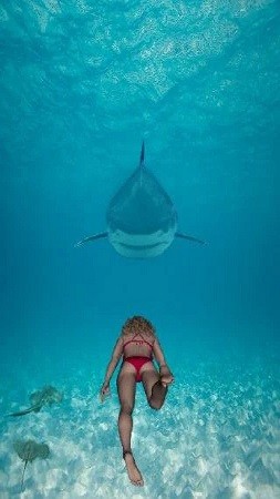 鲨鱼冒险截图1