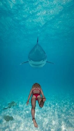 鲨鱼冒险