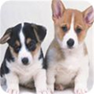 可爱小狗狗拼图