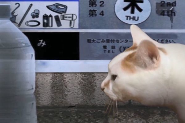 翌日猫日怪谈截图2