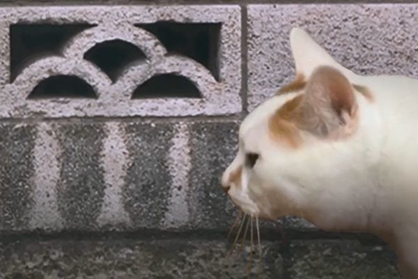 翌日猫日怪谈截图1