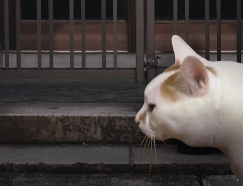 翌日猫的一天奇谈怪论