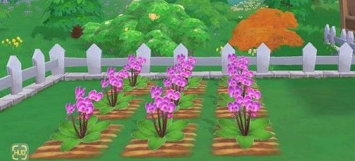 摩尔庄园手游蝴蝶兰怎么获得