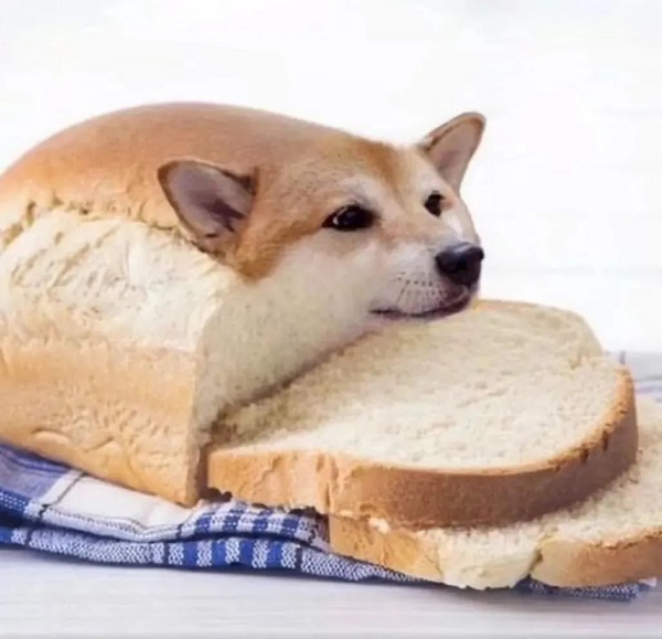 面包狗是什么梗