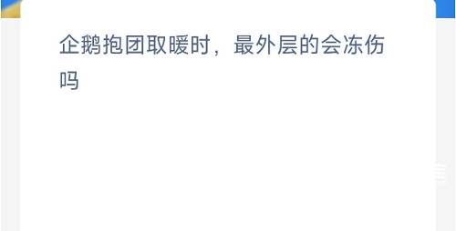 企鹅抱团取暖时最外层的会冻伤吗