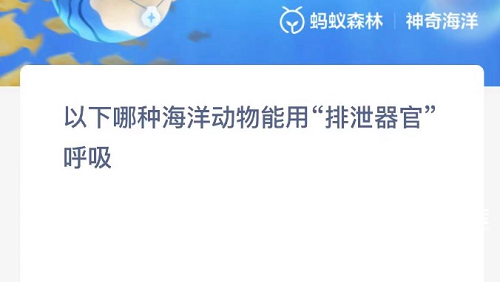 以下哪种海洋动物能用排泄器官呼吸