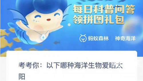 以下哪种海洋生物爱晒太阳