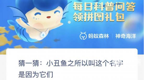 小丑鱼之所以叫这个名字是因为它们