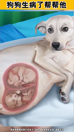 小小动物医院截图4