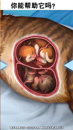 小小动物医院截图2