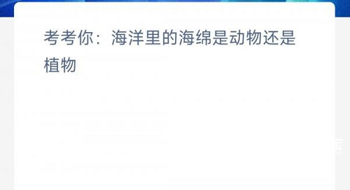 考考你海洋里的海绵是动物还是植物呢