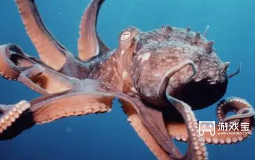 神奇海洋今日答案4.18是什么