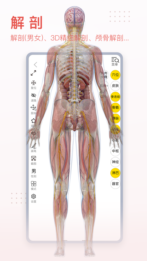 3Dbody解剖软件截图4