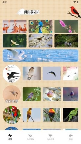 小鸟壁纸大全截图1