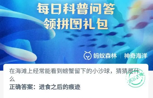 海滩上经常能看到螃蟹留下的小沙球猜猜是什么