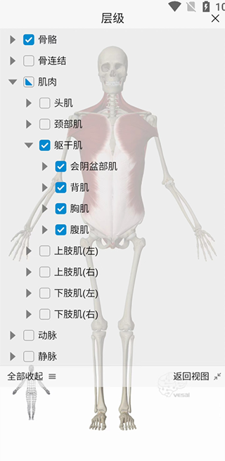 维萨里3D解剖