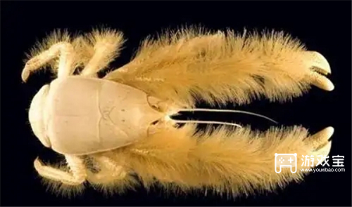 以下哪种蟹会养殖细菌