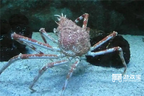 以下哪种蟹是巨螯蟹属现存唯一的品种