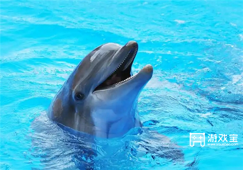 猜一猜海豚的声呐系统位于哪里