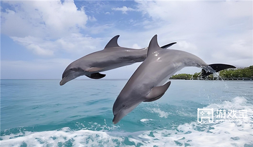 以下哪种海洋动物是恒温动物