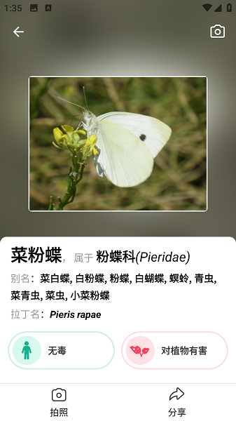 Picture Insect截图3