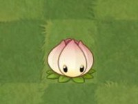 植物大战僵尸亚马逊8.1.0