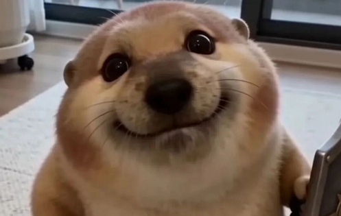 我的刀盾是什么意思